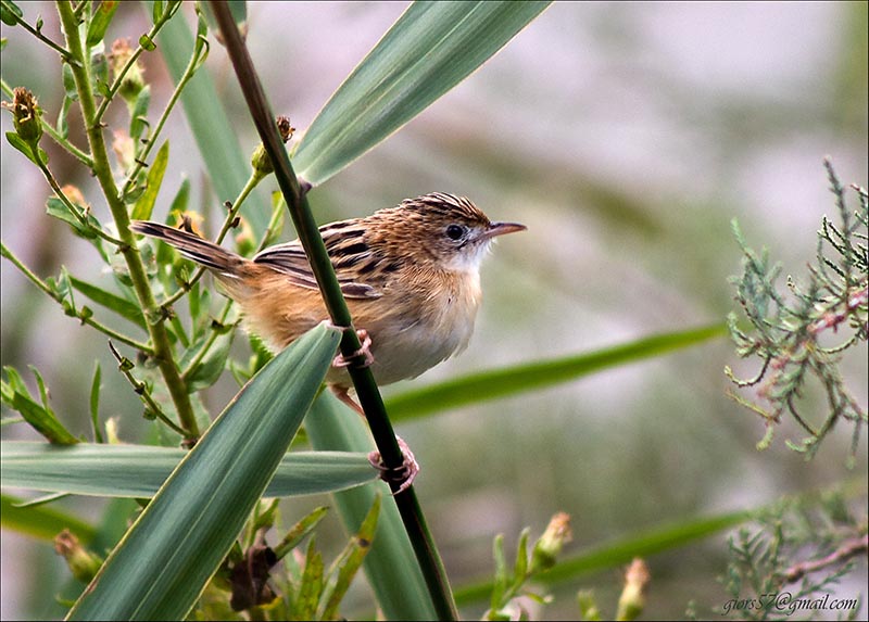 Passeriformi al CHM di Ostia (identificazione)